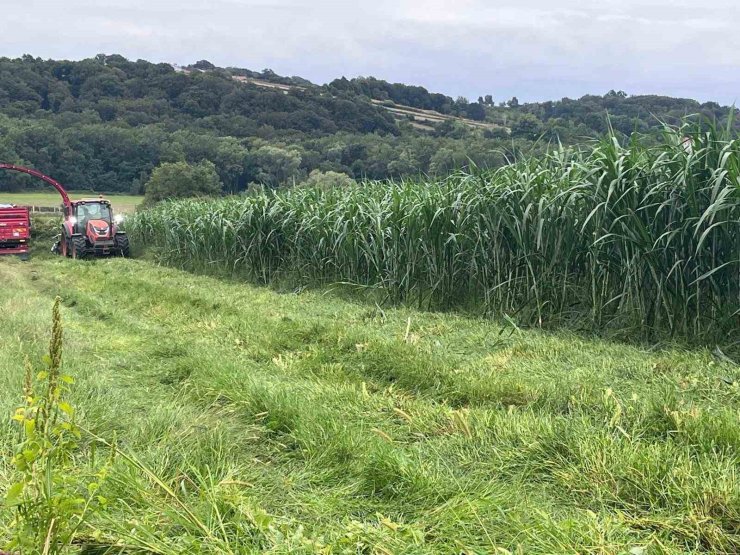Sinop’ta maralfalfa üretiminde ilk hasat yapıldı