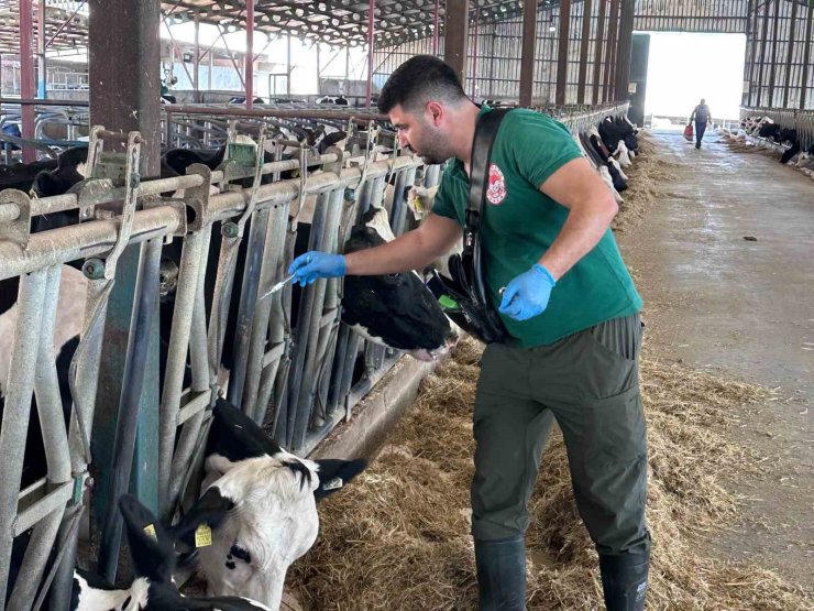 Kahramanmaraş’ta sonbahar dönemi şap aşılama kampanyası başladı