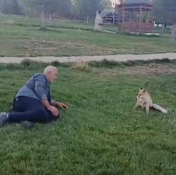 Bayburt’ta vatandaşın tilkiyle dostluğu kameraya yansıdı