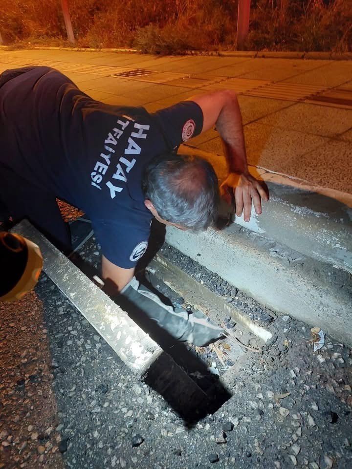İskenderun’da mahsur kalan hayvanlar ekipler tarafından kurtarıldı