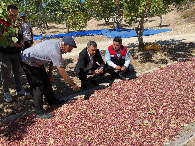 Güney’de toplanan Antep fıstıkları üreticinin yüzünü güldürüyor