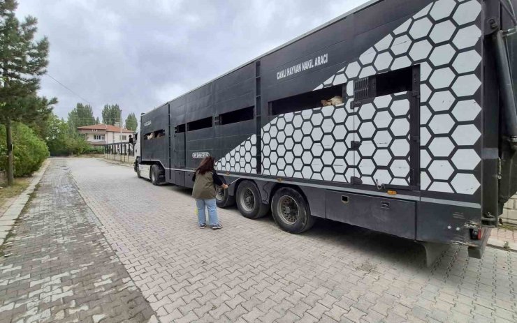 Afyonkarahisar’da hayvan sevklerine yönelik kontroller sürüyor