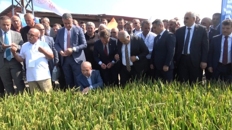 Bafra’da Türkiye’nin ilk çeltik ağası seçildi