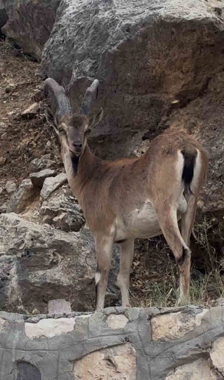 Keban’da dağ keçileri görüntülendi