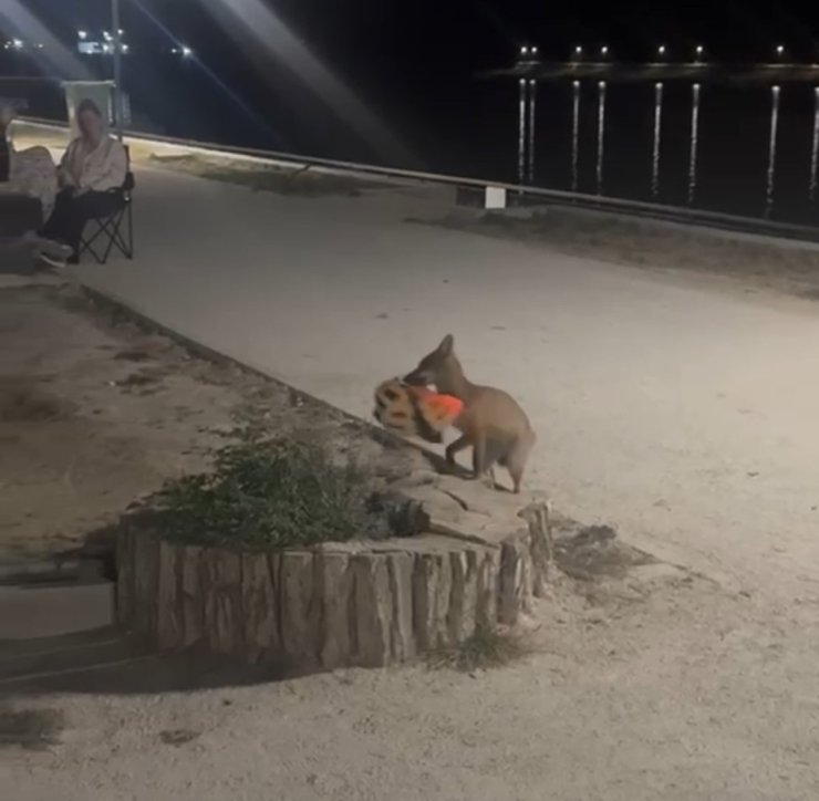 Edirne’de sevimli hırsız kamerada: Yavru tilki bisiklet kaskını kapıp kaçtı