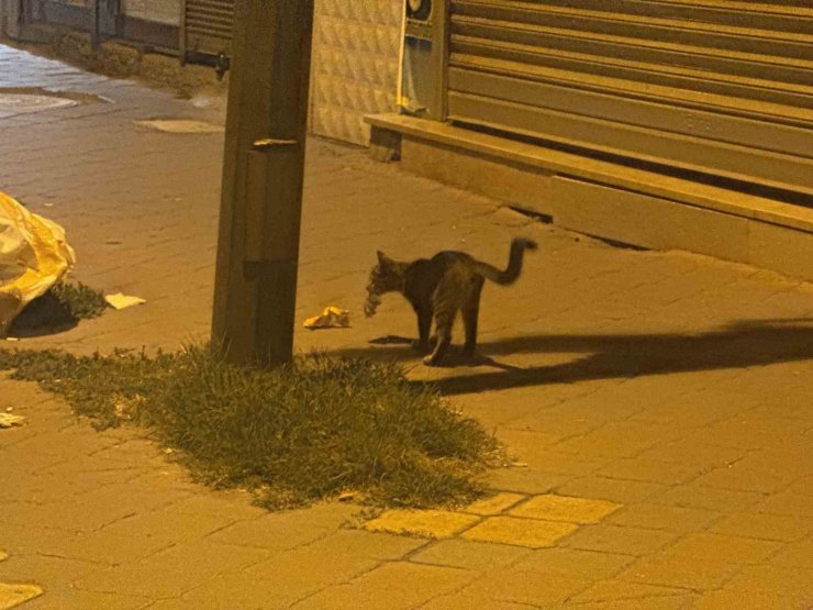 Iğdır’da kedinin fareyle 20 dakikalık oyunu kamerada