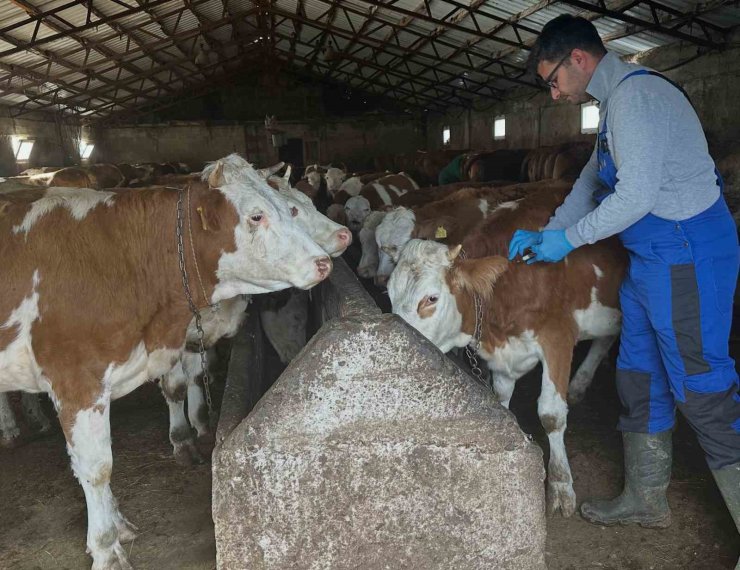 Aydıntepe’de şap aşılama çalışmaları Günbuldu ve Kavlatan’da yapıldı