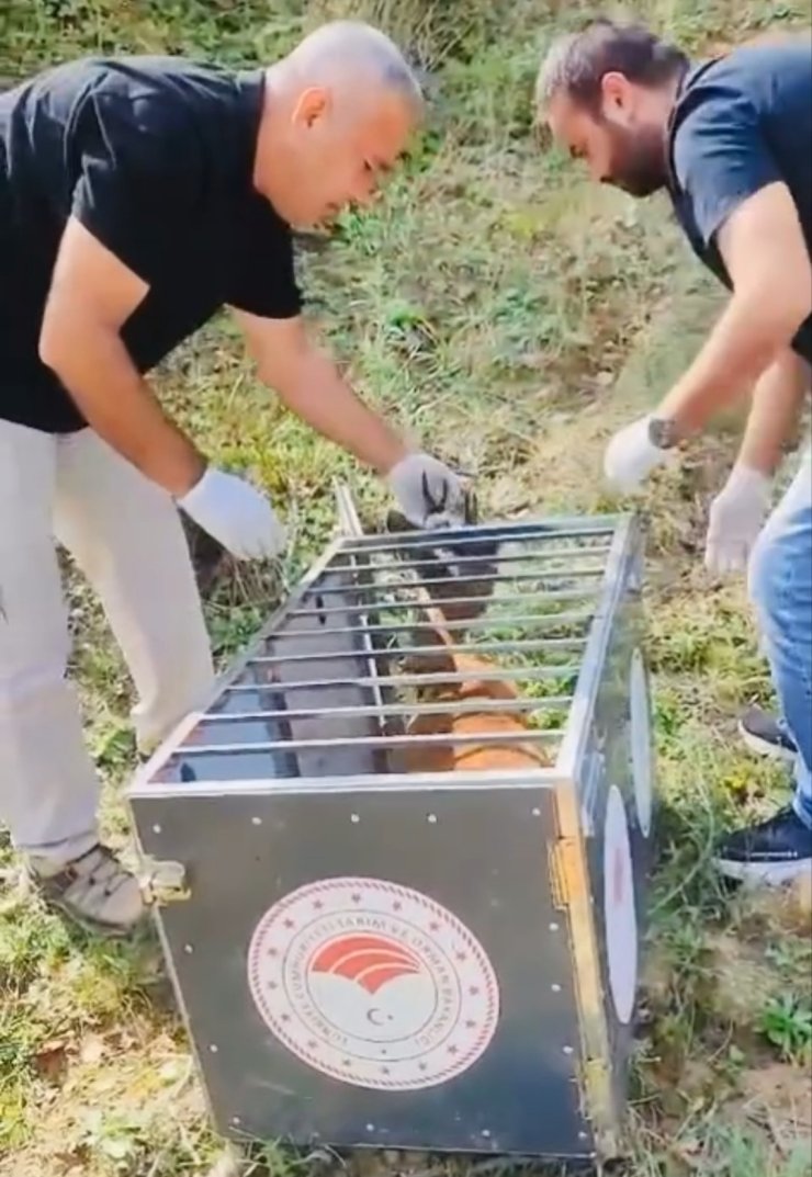 Yaralı karaca iyileştirilerek doğaya salındı