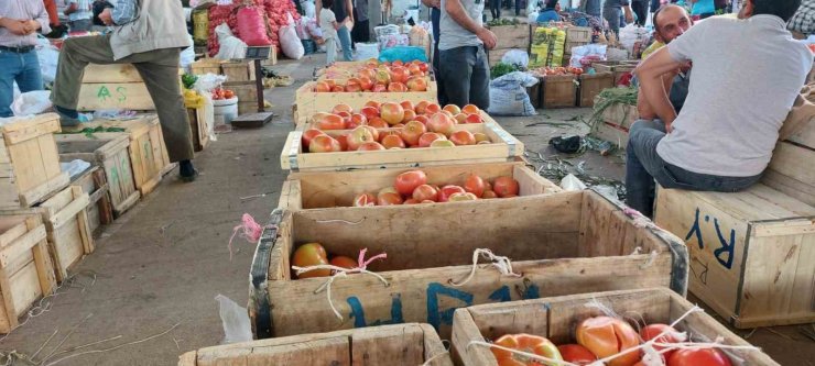 Çüngüş’te organik domates hasadı başladı