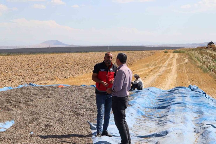 Karapınar’da ayçiçeği ve patates hasadı sürüyor