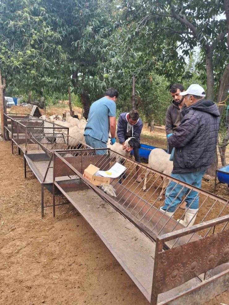 Köşk’te koyun ve keçiler sağlık taramasından geçiriliyor