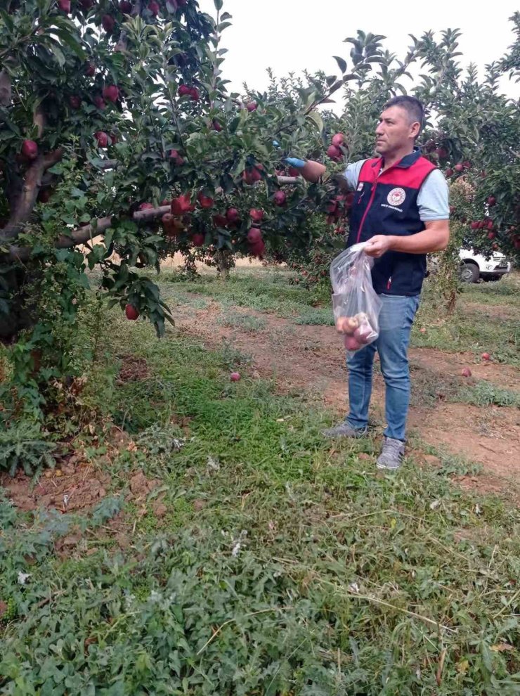 Çivril elmasına hasat öncesi pestisit kontrolü