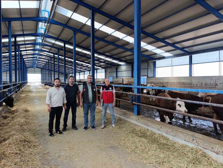 Karapınar’da ithal besilik sığırlara sıkı denetim