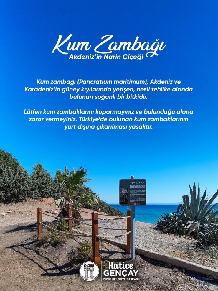 Didim Belediyesi Kum Zambağı’nı koruma altına aldı