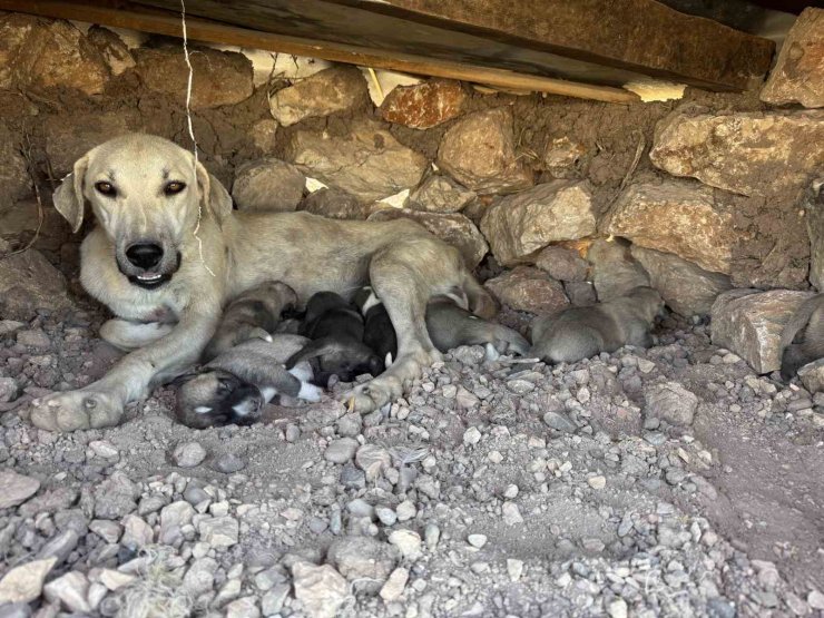 Kayaların arasında sıkışan yavru köpekleri duyarlı vatandaş kurtardı