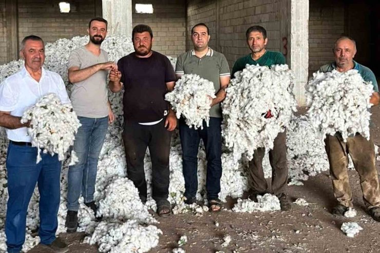 Araban Ovası’nda pamuk hasadı başladı