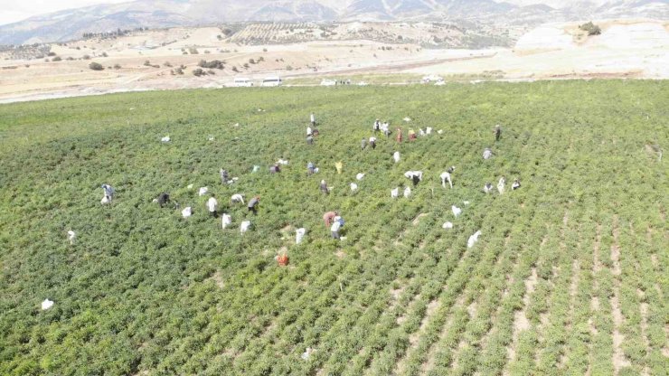 Coğrafi işaret tescilli Maraş biberinde hasat dönemi