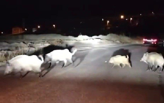 Domuzlara yol tarifi gülümsetti