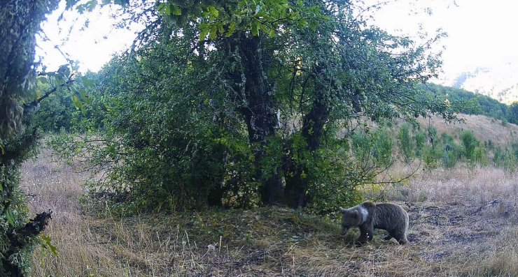 Kastamonu’da yaban hayatı fotokapanlarla görüntülendi
