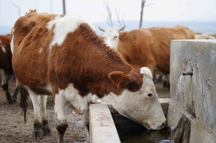 Kırıkkale’de şap hastalığı sebebiyle hayvan pazarı kapatıldı