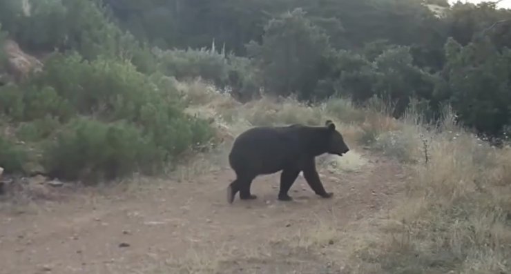 Ormanda yiyecek arayan ayı kamerada