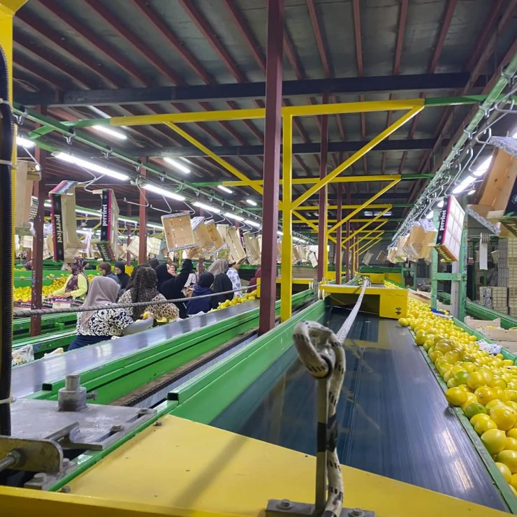 Yurt dışına satılan limonda pestisit kontrolleri sürüyor