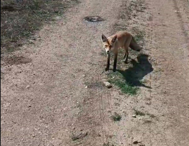 Bayburtlu vatandaşın ’Mazlum’ adını verdiği tilki peşinden ayrılmıyor