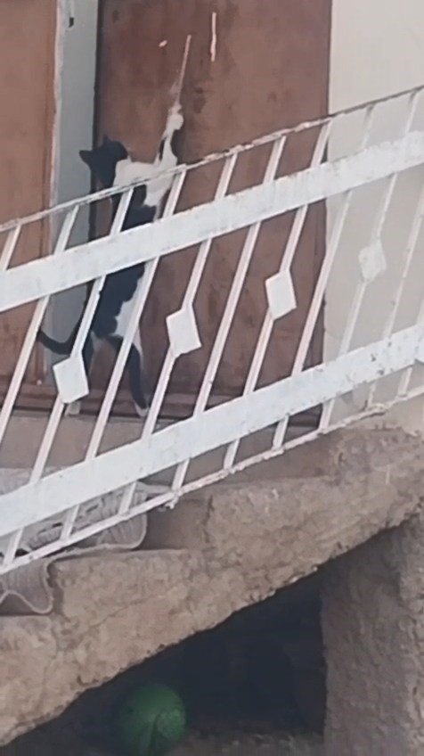 Elazığ’da bir kedi, evin kapısını açarak içeri girdi