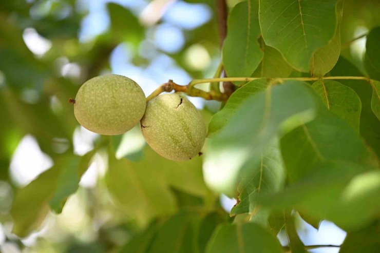 Kahramanmaraş’ta ceviz hasadı