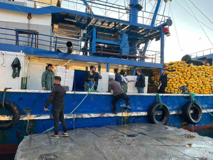Didim’de hamsi kotası denetimleri sürüyor