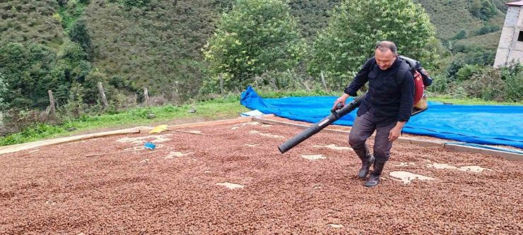 Fındık üreticisi, yağmur nedeniyle kurutamadığı ürününü üfleme körüğüyle kurutuyor