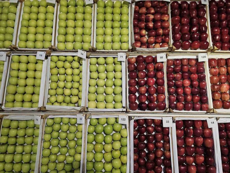 Gölcük’te en lezzetli elma ve armutlar vitrine çıktı
