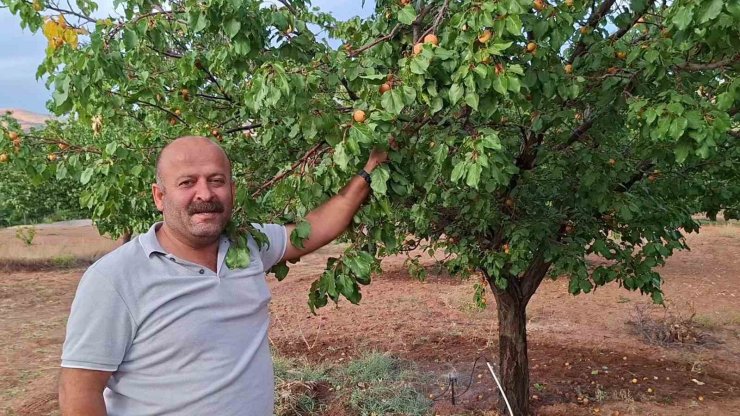 Malatya’da hasattan aylar sonra dalında kayısı bulunan ağaçlar şaşırtıyor