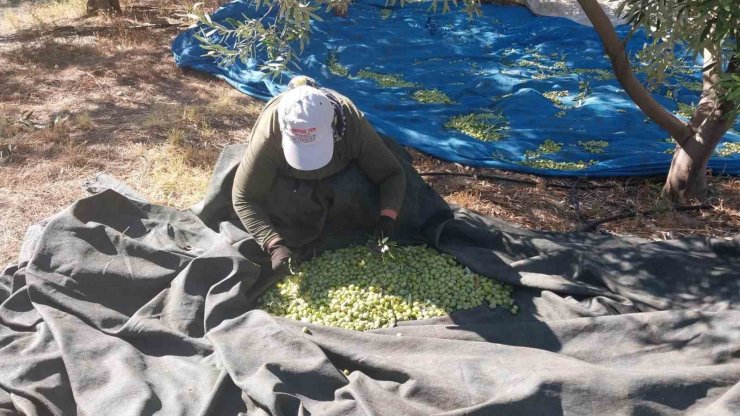 Mersin’de zeytin hasadı başladı: Bahçede 10 ile 60 TL arasında