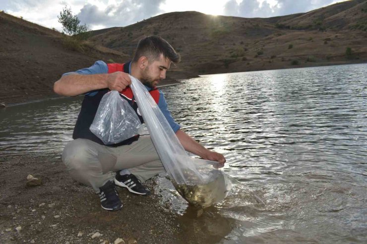 Bayburt’taki göletlere 150 bin sazan yavrusu bırakıldı