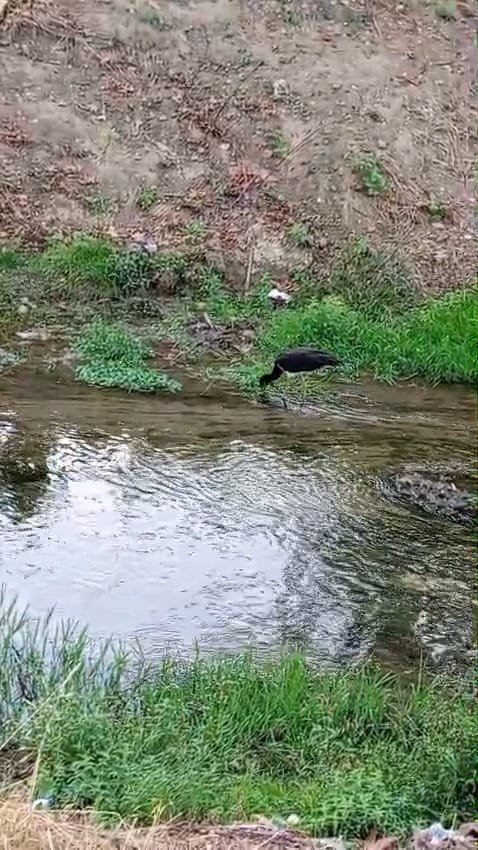 Nadir görülen kara leylek, beslenirken görüntülendi