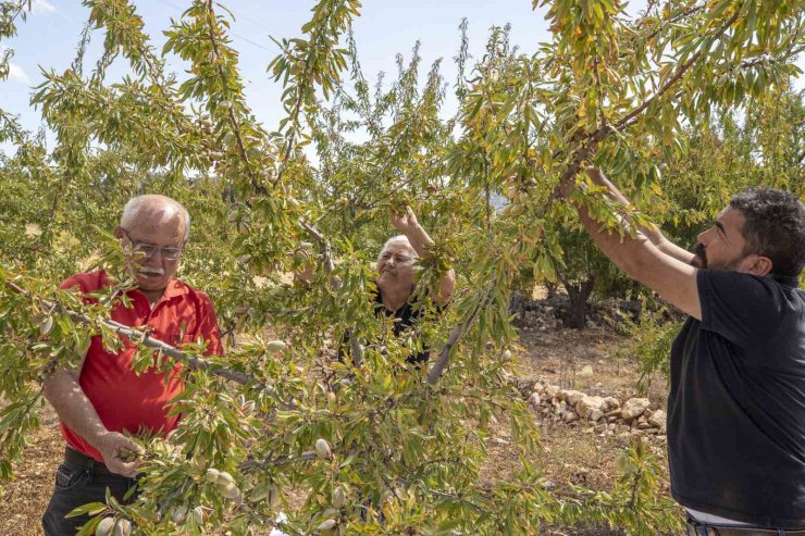Mersin’de badem fidanları meyve vermeye başladı