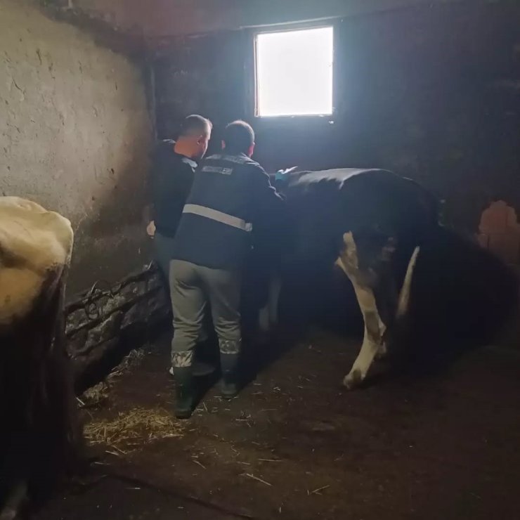 Yığılca’da büyükbaş hayvanlara şap ve bruselloz aşılaması yapıldı