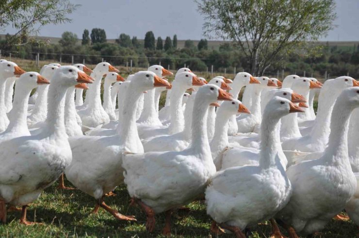Başkanlığı bıraktı, kaz yetiştirmeye başladı