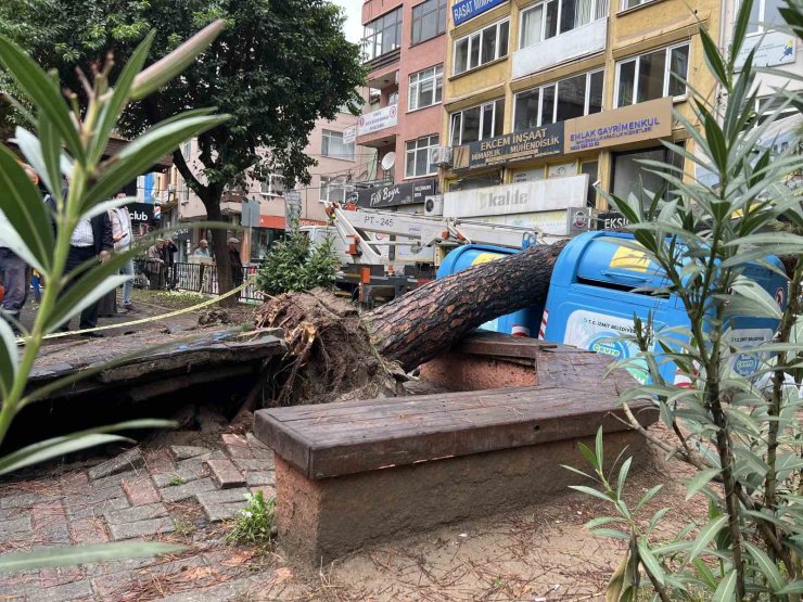İzmit’te parkta ağaç devrildi