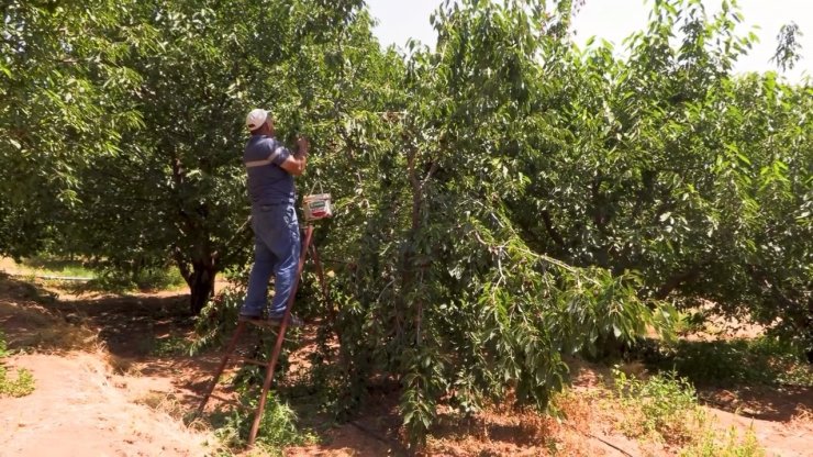 Su tarlaya ulaştı, Emirler’de kiraz üretimi arttı