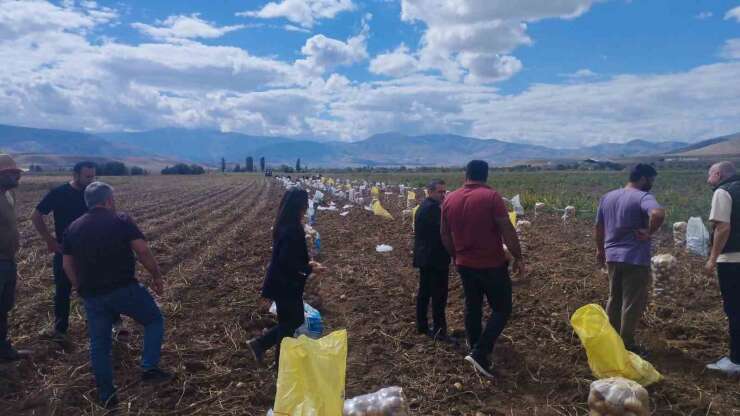 Tercan’da patates hasadı başladı