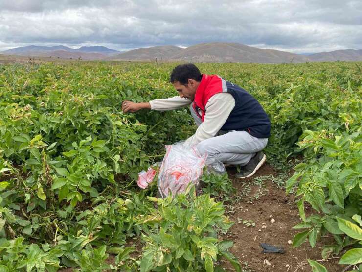 Tohumluk patates üretim alanlarında karantina kontrolü yapıldı
