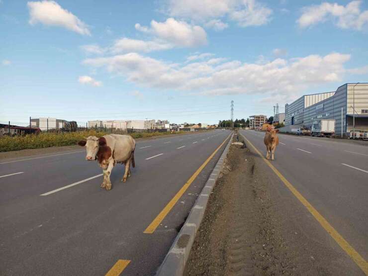 Yol ortasında başıboş yürüyen inekler tehlike oluşturdu