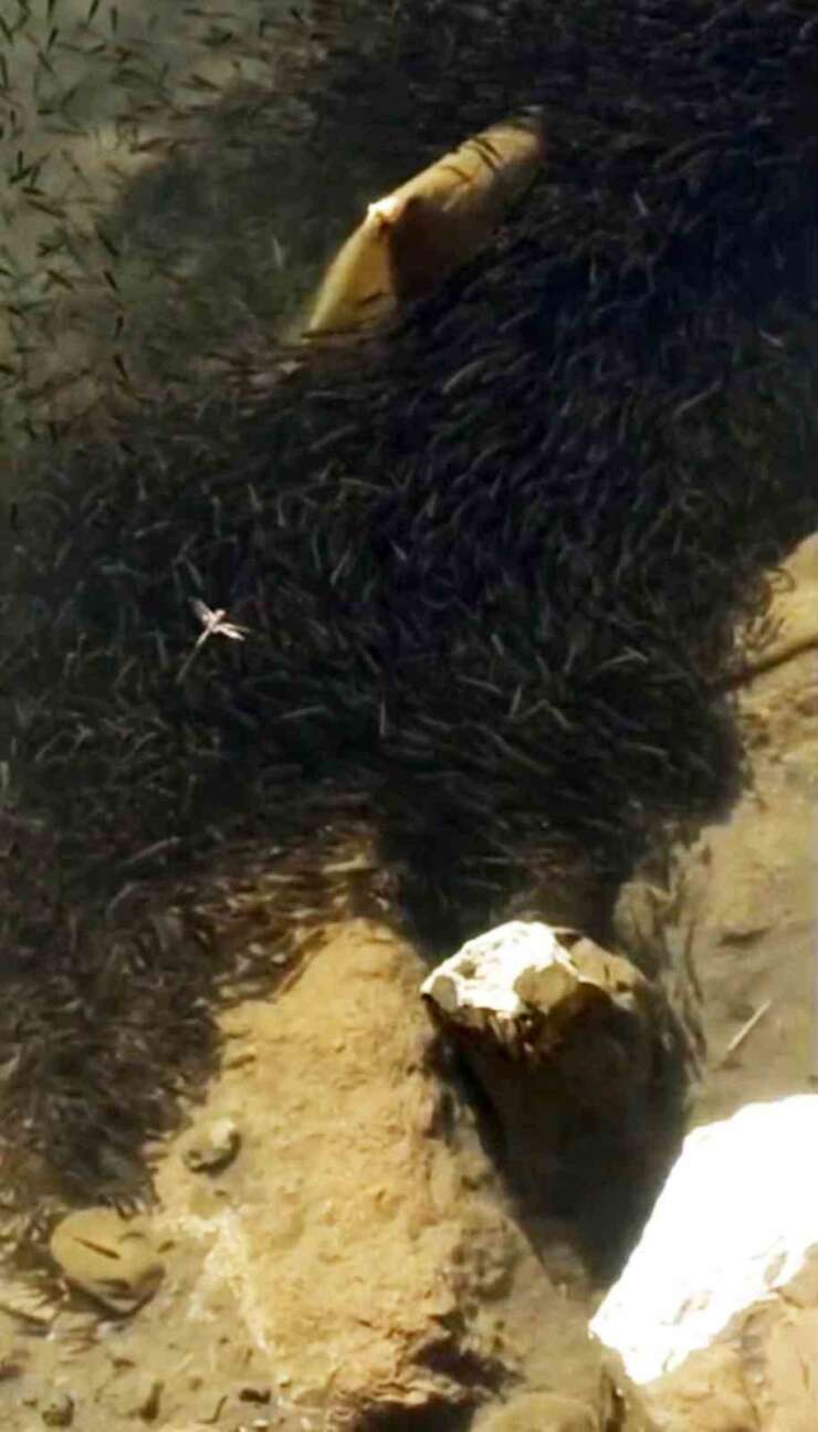 Yüksekova’da binlerce balık susuzluk tehlikesiyle karşı karşıya
