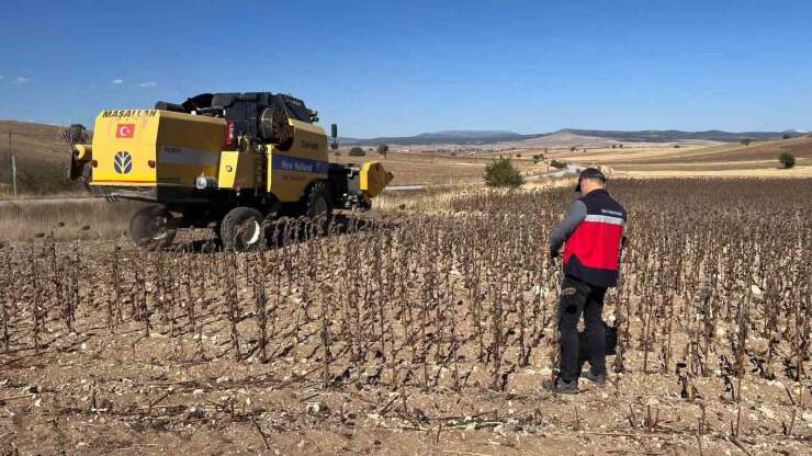 Aslanapa’da yüzde 75 hibeli ayçiçeğinde hasat kontrolleri