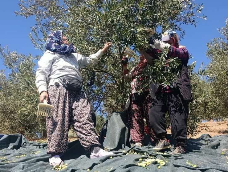 Coğrafi işaretli Domat zeytininde hasat başladı