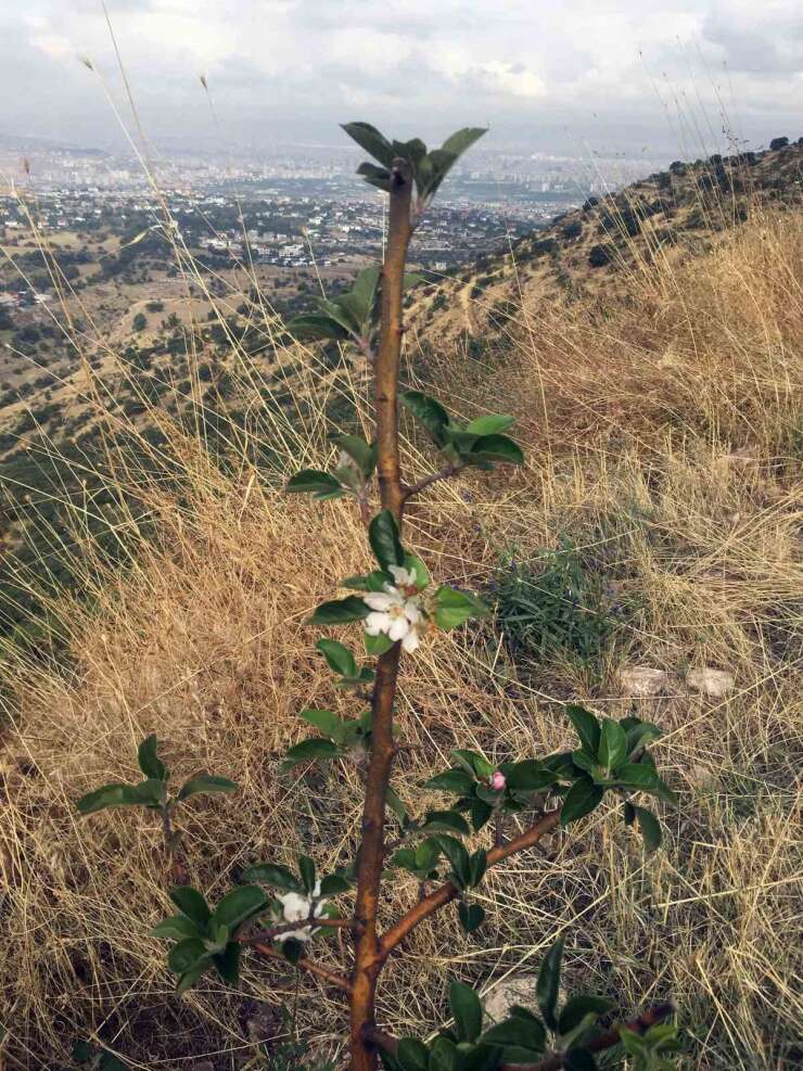 Ali Dağı’nda ekimde elma ağacı çiçek açtı