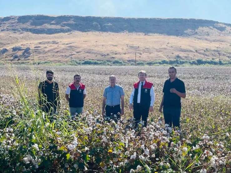 Cizre’de ’beyaz altın’ mesaisi başladı