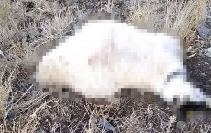 Yüksekova’da yıldırım düşmesi sonucu çok sayıda küçükbaş hayvan telef oldu